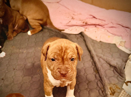 American Staffy