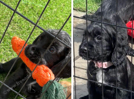 Cocker Spaniel Pups