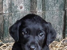 Beautiful black. Labrador puppies for sale.