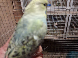 Budgie