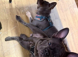KC Registered BLUE & TAN Male 11 Months Old