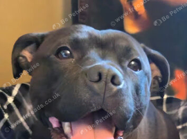 Staffordshire bull terrier pups