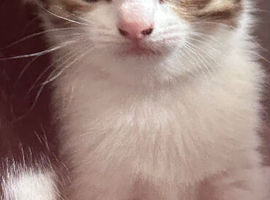 Two kittens