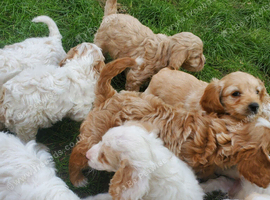 Cavapoo poo's