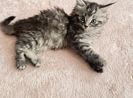 Kittens British longhair and An American Shorthair