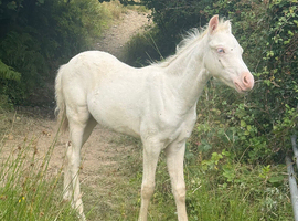 Cremello section B colt foal