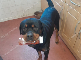16 month old male rottweiler