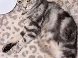 Mum and 3 newborn kittens