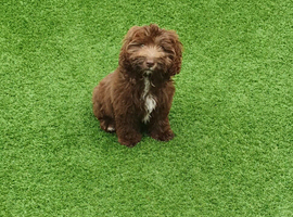 Cockapoo for sale