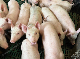 piglets For sale