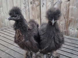 Non bearded silkies