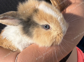 Lionhead X minilop bunnies