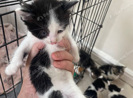 kittens 6weeks old