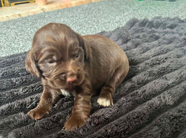 6 beautiful cocker spaniel puppies for sale