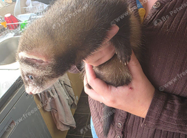 : Adorable & Very Friendly 11-Week-Old Polecat-Marked Kit (Cookie) Looking for a 5★ Home HOB
