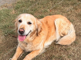 Looking to Rehome my beautiful Golden Retriever