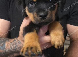 STUNNING LARGE ROTTWEILER PUPPIES - 2 BOYS AVAILABLE