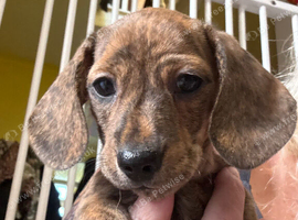 Miniature dachshund litter ready now