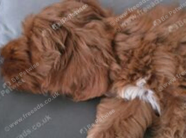 Pure Australian labradoodle male fox red