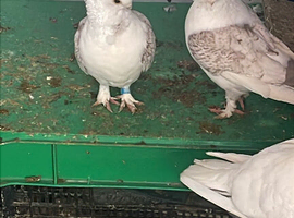 Lovely White Pigeon