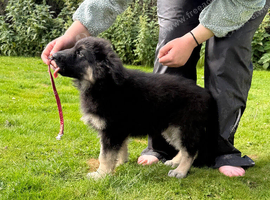 Reduced further to sell Ready now Stunning kc reg German shepherd pups
