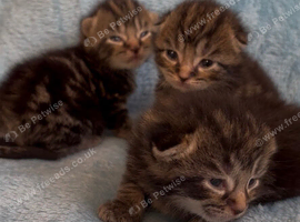 3 Beautiful Tabby Kittens & 1 Black Kitten Available (Ready in 3 Weeks)
