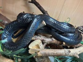 Boiga gemmicincta