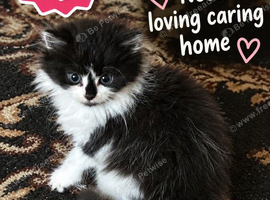 Black and white Siberian kitten