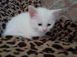 White girl kitten