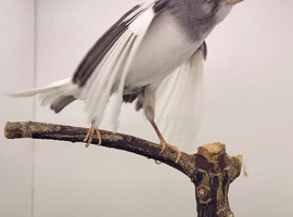 Male canary singing all day