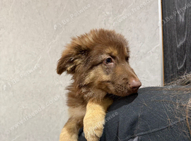 Kcreg liver and tan carrying Isabella German shepherd pup