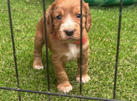 Cocker Spaniel Pups