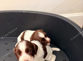 English springer spaniel puppies