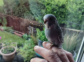 Beautiful  coloured budgies