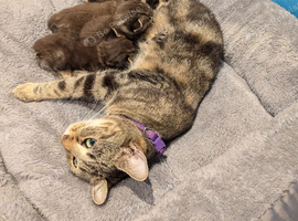 4 beautiful kittens