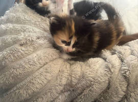 Kittens available 9wks