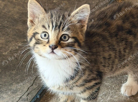 Male tabby kitten