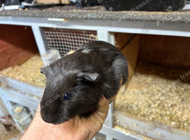 Baby Guinea pigs