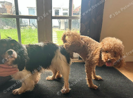 Cavapoo puppies