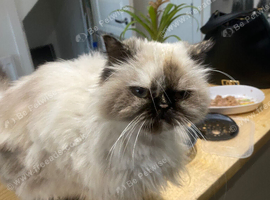 Persian female spayed needs re-homing