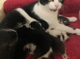 Beautiful litter of kittens