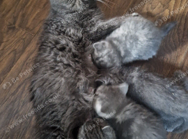 Beautiful Persian exotics