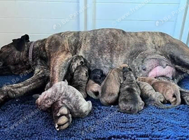 Brindle staffordshire puppy