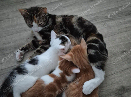 Beautiful Kittens Looking for Loving Homes