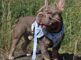 Shady, 18 months old