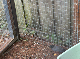 Male Chinese painted quail x4
