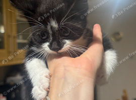 black and white boy looking for a forever home