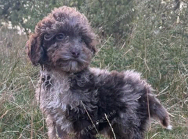 Chocolate merle cockapoo puppies
