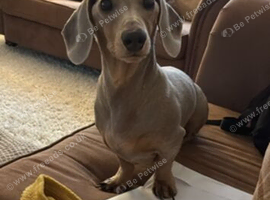 Male Dachshund 3 Years Old