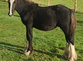 Traditional Irish cob